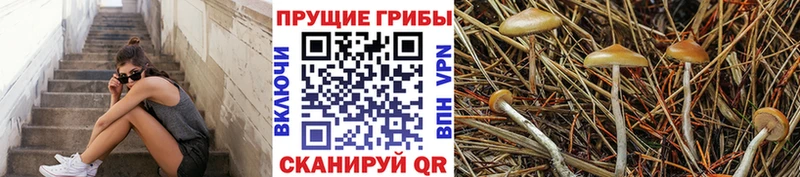 Галлюциногенные грибы Cubensis  Гатчина 